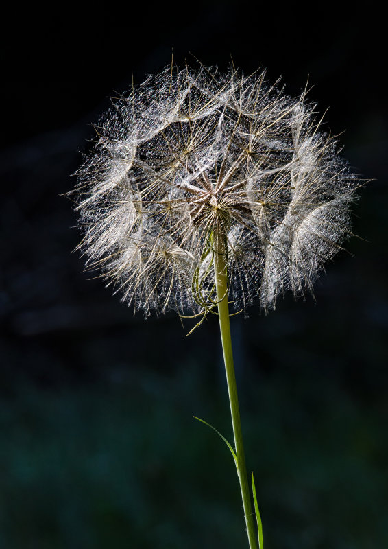 DSC_9935a.jpg