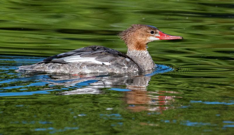 DSC_4128a.jpg