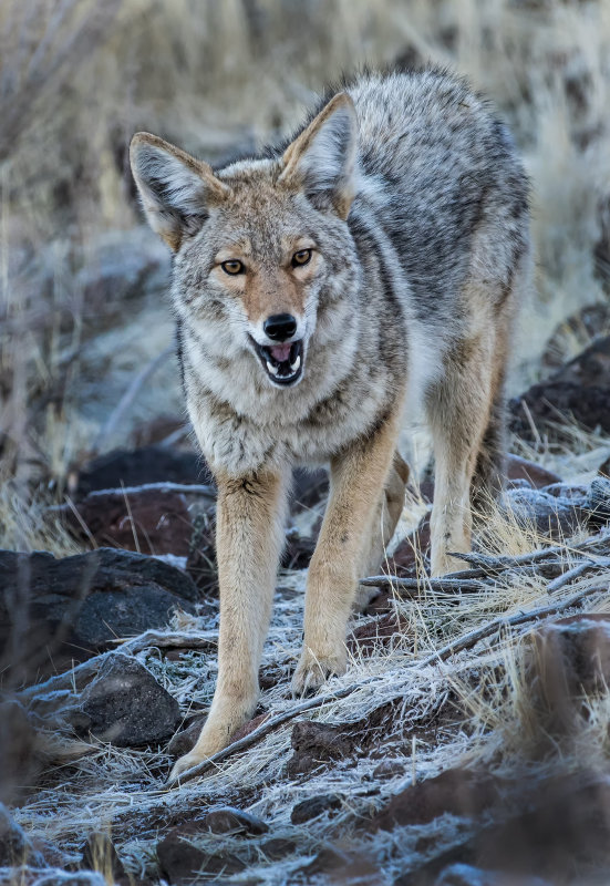DSC_5647a.jpg