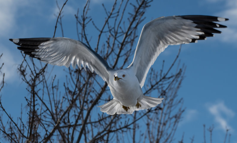 DSC_0578a.jpg