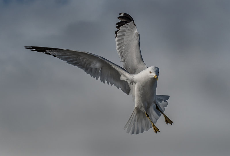 DSC_1057a.jpg