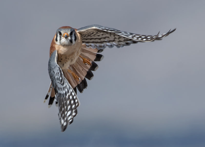 DSC_4440a.jpg
