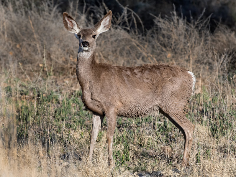 DSC_8201a.jpg