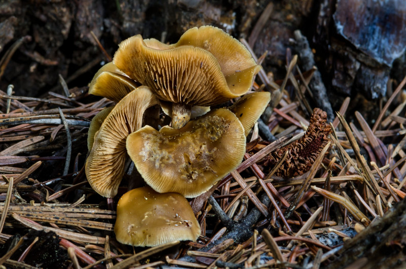 DSC_2797a.jpg