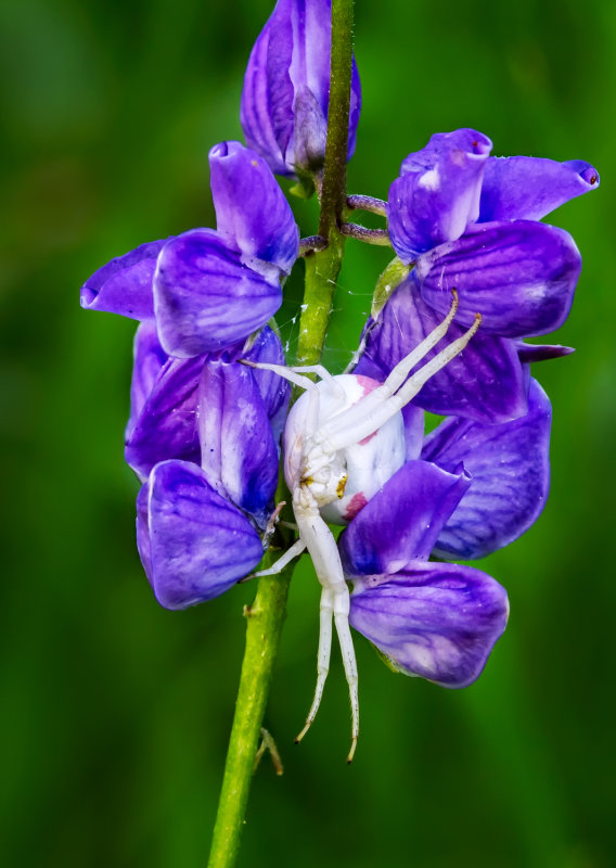 DSC_3171a.jpg