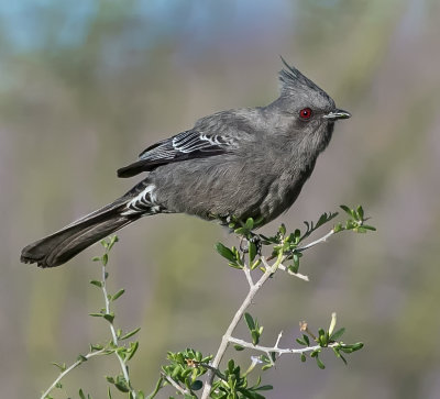 DSC_4430a.jpg