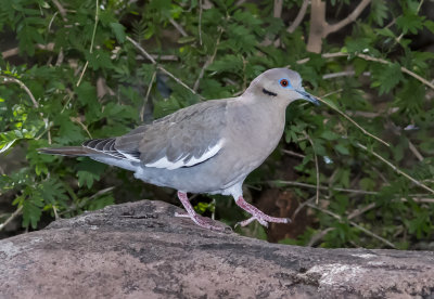 DSC_5187a.jpg