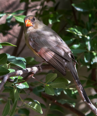 DSC_5199a.jpg