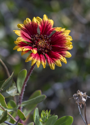 DSC_5217a.jpg