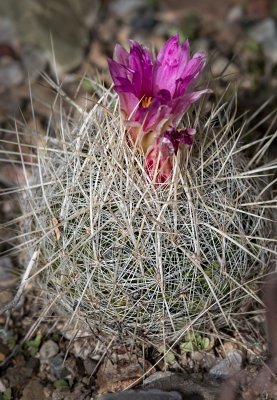 DSC_5245a.jpg