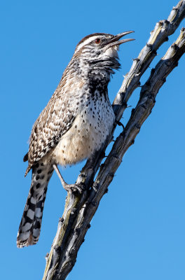 DSC_6628a.jpg