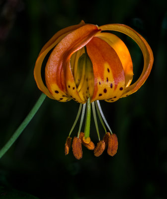 DSC_8560a.jpg