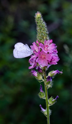 DSC_8687a.jpg