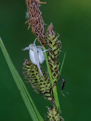 DSC_8705a.jpg