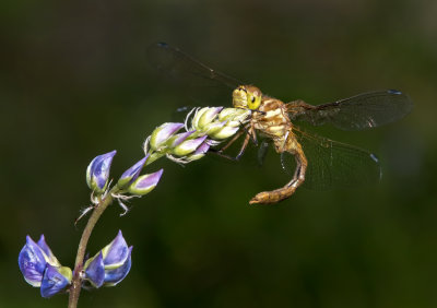 DSC_9666a.jpg