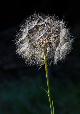 DSC_9935a.jpg