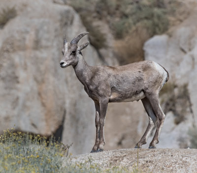 DSC_1784a.jpg