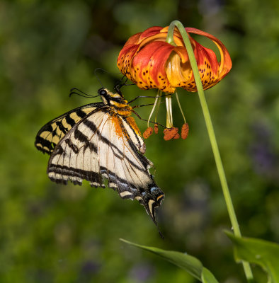 DSC_9611a.jpg