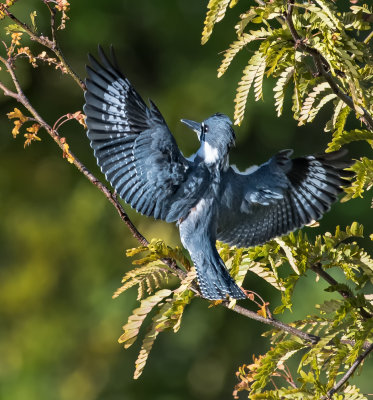 DSC_4071a.jpg