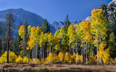 DSC_1250a.jpg