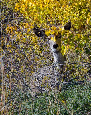 DSC_1388a.jpg