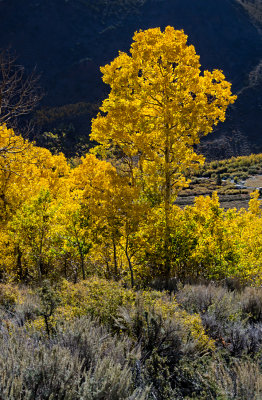 DSC_1751a.jpg