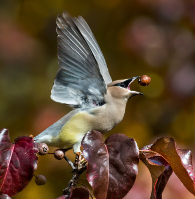 DSC_4337a.jpg