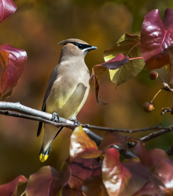 DSC_4501a.jpg