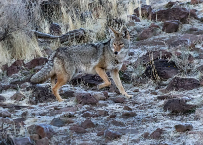 DSC_6240a.jpg