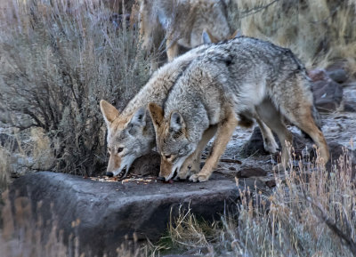 DSC_6572a.jpg