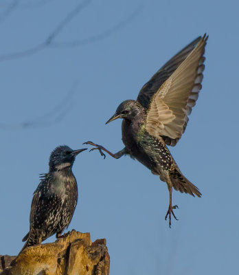 DSC_2397a.jpg