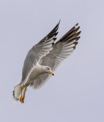 DSC_9133a.jpg