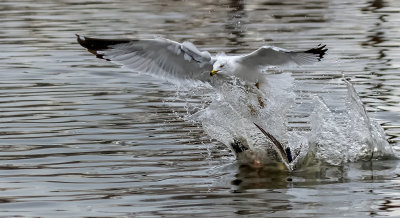 DSC_9160bC.jpg