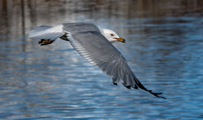DSC_0736a.jpg