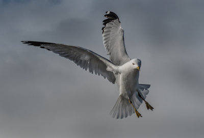 DSC_1057a.jpg