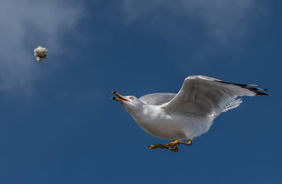 DSC_1297aC.jpg