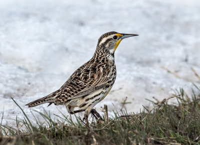 DSC_3838a.jpg