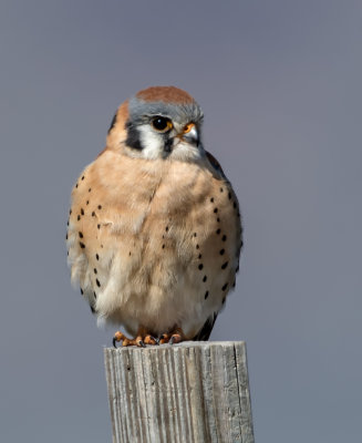 DSC_3966aC.jpg