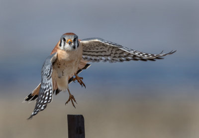 DSC_4439bC.jpg