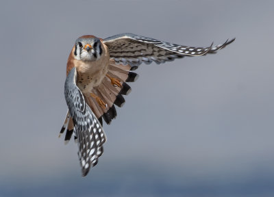 DSC_4440a.jpg