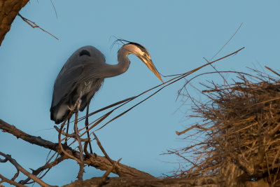 DSC_6457a.jpg
