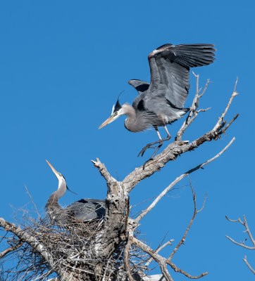 DSC_7494a.jpg