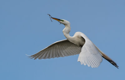 DSC_2726a.jpg