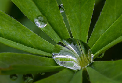 DSC_2531a.jpg