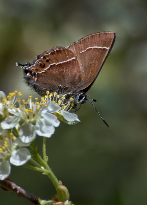 DSC_3383a.jpg