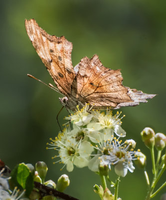 DSC_3502a.jpg