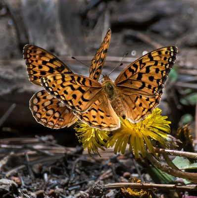 DSC_3592a.jpg