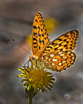 DSC_3773a.jpg
