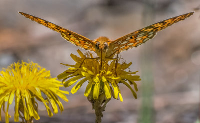 DSC_3828a.jpg