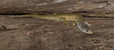 DSC_4003a.jpg